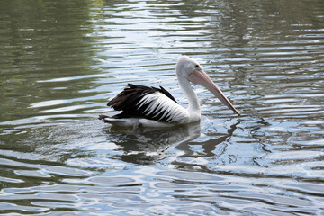 Australian pelicans are one of the largest flying birds. They have a white body and head and black wings. They have a large pink bill.