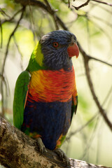 The rainbow lorikeet has a bright yellow-orange/red breast, a mostly violet-blue throat and a yellow-green collar.