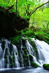 Obraz premium 元滝伏流水（秋田県）