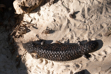 The Shingleback has a very large head, a very short blunt tail, short legs and large rough scales.