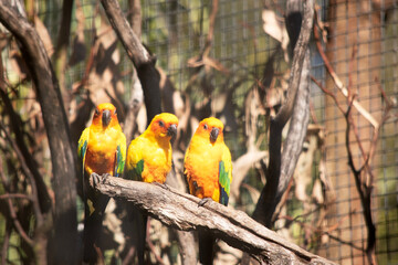 three sun conure parrots sitting on a branch