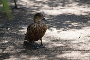 the female teal duck has dark brown feathers edged in tan with a black beak and brown eyes