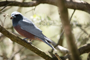 The white browed woodswallow is a grey bird with a dark grey face and white eyebrow