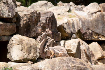 The Yellow-footed Rock-wallaby is brightly coloured with a white cheek stripe and orange ears. It is fawn-grey above with a white side-stripe, and a brown and white hip-stripe.