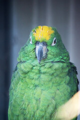 the yellow fronted parrot is mainly green with  yellow feathers over the beak