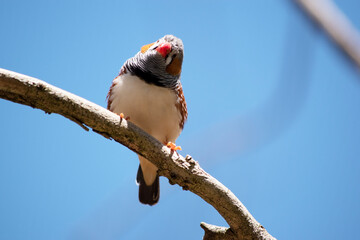 the male zebra finch has a grey body with a white under belly with a black and white tail. It has orange cheeks and black stripe on its face