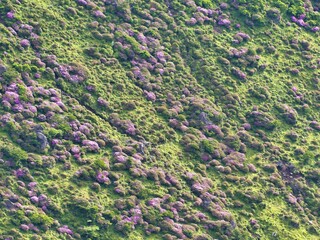 韓国岳のミヤマキリシマ