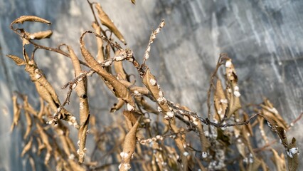 Dry trunk and leaves full of white fungus disease on tree. Focus selected, blur background