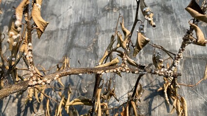 Dry trunk and leaves full of white fungus disease on tree. Focus selected, blur background