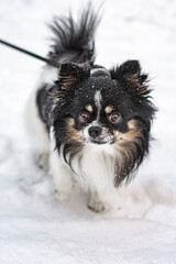 a Pomeranian dog on a walk 
