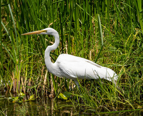 Great egret (Ardea alba) in the chinampa