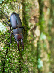 木を歩くコクワガタ