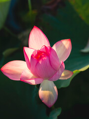 Fototapeta premium 美しい満開のハスの花