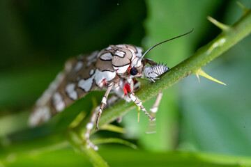 Painted tiger moth (Arachnis picta) interacting with a young Mexican treehopper (Membracis mexicana)