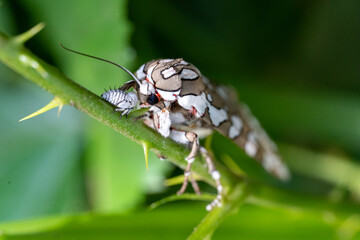 Painted tiger moth (Arachnis picta) interacting with a young Mexican treehopper (Membracis mexicana)
