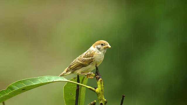 Eurasian tree sparrow baby perched on a tree in rain
