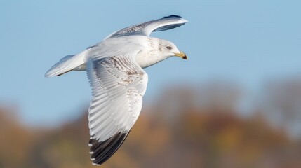 Ring Billed Gull Soaring in a Sky that is Blue