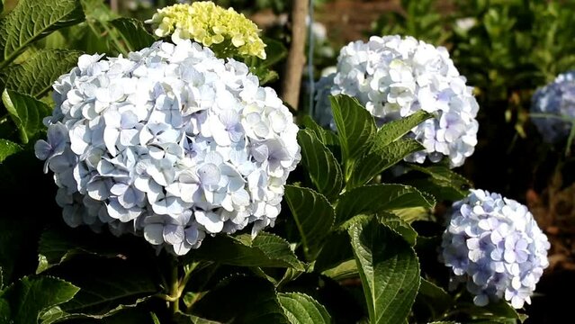 Bokor flowers or Hydrangea macrophylla bloom very beautifully and lushly