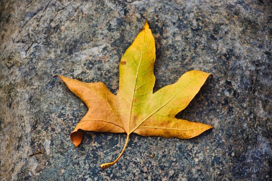 FALL LEAF