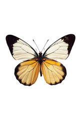 butterfly isolated on white transparent background, PNG file