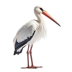 White Stork Standing on White Background