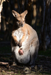 Baby wallaby in his mother's patch
