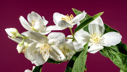 Blooming white jasmine flower on a red background