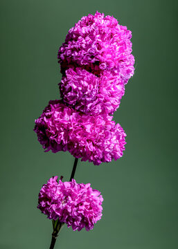 Blooming Lichnis viscaria Pink Rosea Plena