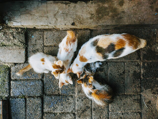 A cat and three kittens eating on the ground