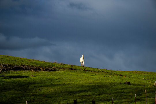 HORSE IN STORMY WEATHER
