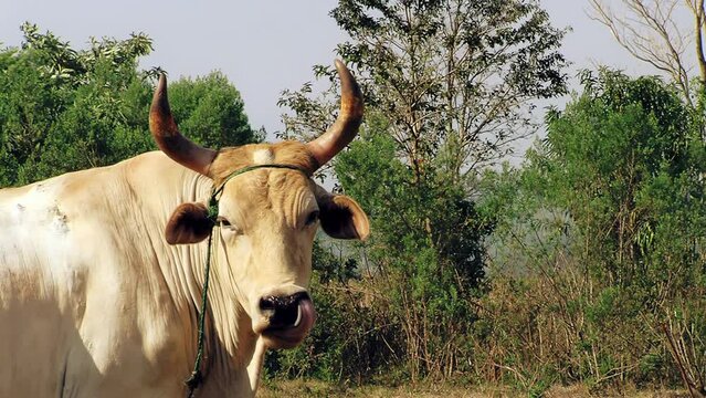 Rural Livestock Close Up, White Cattle Grazing under Morning Sunlight, 4K