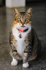 Tabby cat with green eyes. Full vertical photography.