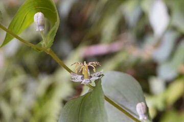 ヤマジノホトトギス１