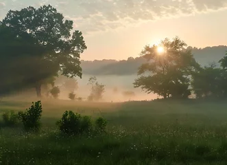 A misty sunrise over the meadow with trees and fog in the background