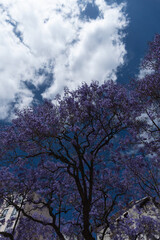 Jacaranda Mimosifolia Beautiful purple lilac tree against the blue sky. Lisbon, Portugal