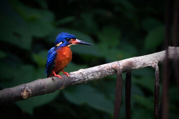 Blue eared king fisher perching the branch