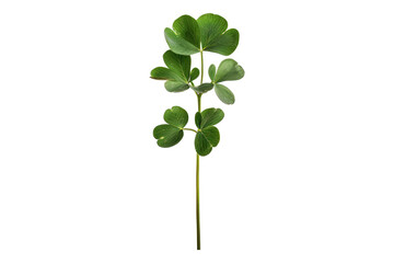 Clover leaf isolated on transparent background
