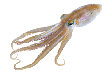 Fresh squid isolated on transparent background