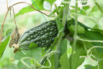 Bitter gourd or Green Bitter gourd hanging from a tree on a vegetable farm, ripe bitter gourd...
