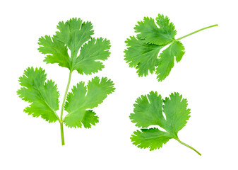 Fototapeta premium Top view set of fresh green coriander or Chinese parsley leaves isolated on white background with clipping path