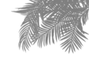 Palm leaves shadow overly transparent background for mockup. Tropical shadow overlay 