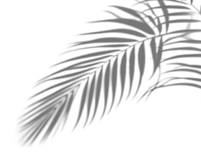 Obraz premium Palm leaves shadow overly transparent background for mockup. Tropical shadow overlay 