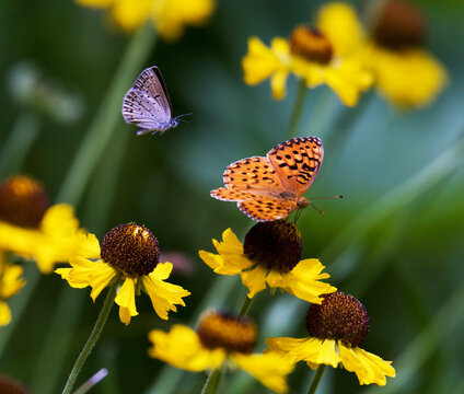 Butterflies