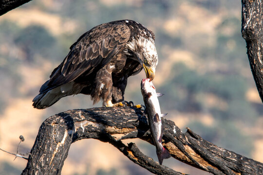 BALD EAGLE DINNER