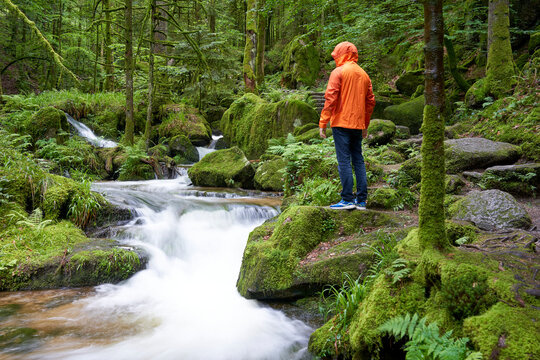 Person in orange jacket stands amidst lush green forest, moss-covered rocks, small waterfall flows, capturing nature&rsquo;s tranquil beauty. Europe, Germany, Black Forest, Buhlertal, Gertelbach.