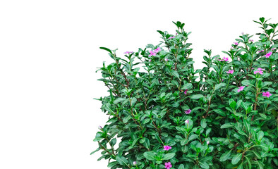 branch of a tree with purple flowers, a plant with purple flowers in a pot, a bush with purple...