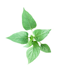fresh basil isolated on white, a basil plant on a white background, green leaves of a plant on a transparent background, green basil plant on transparent background,