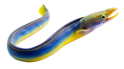 colorful ribbon eel on isolated background