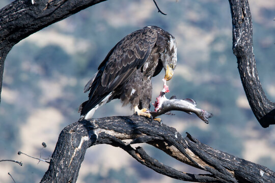 BALD EAGLE WITH FISH DINNER