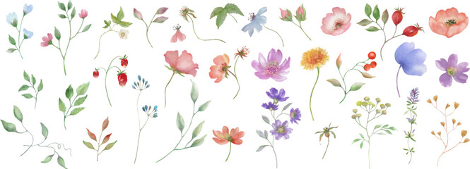 Watercolor floral set. Hand drawn illustration isolated on white background. Vector EPS.